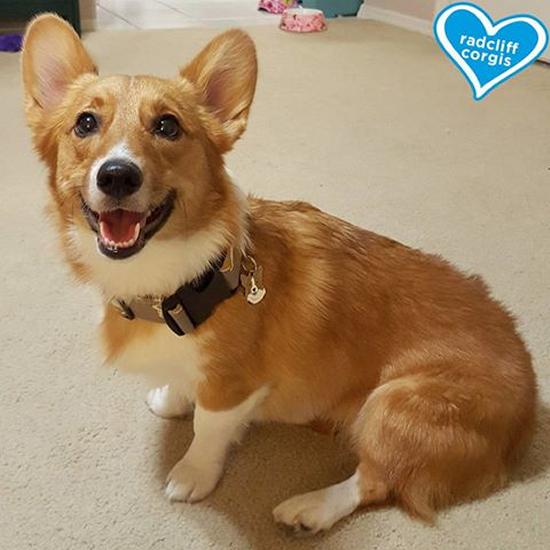 welsh corgi-2.jpg